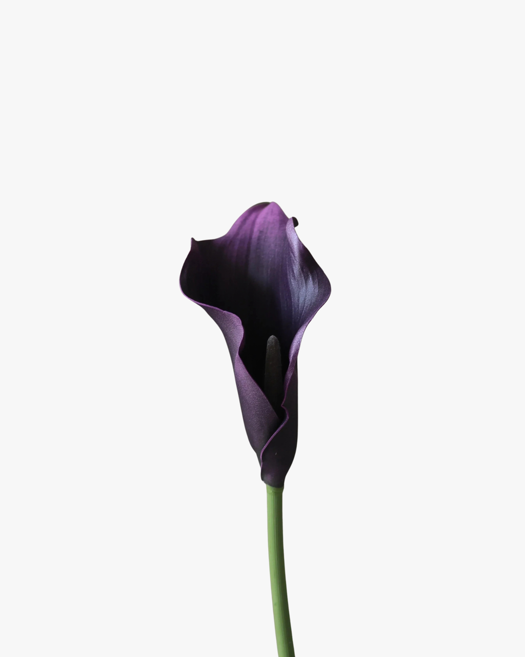 Dark Purple Calla Lily Flower