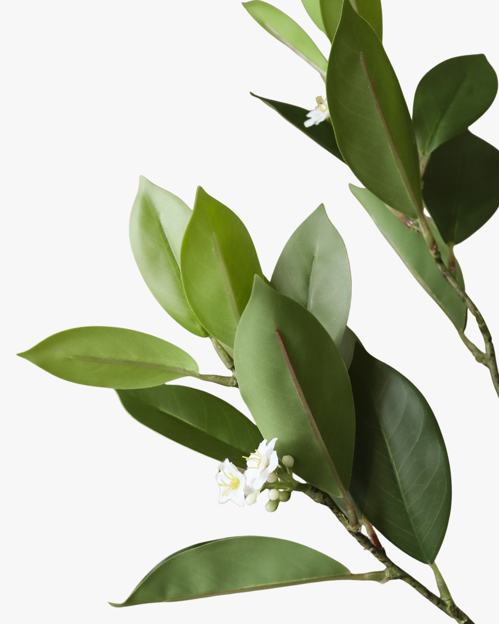 Green Jasmine Leaves