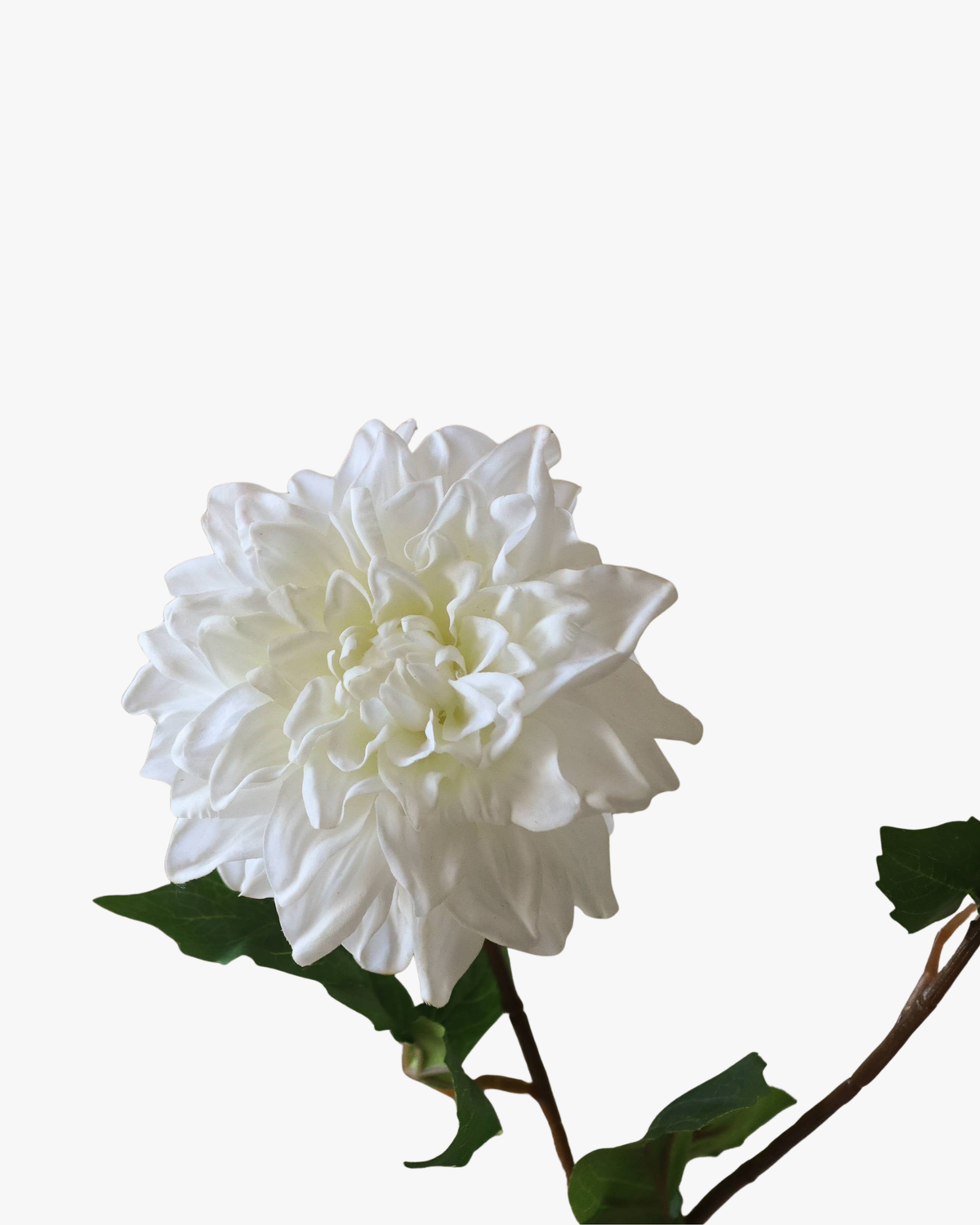 White Dahlia Flower