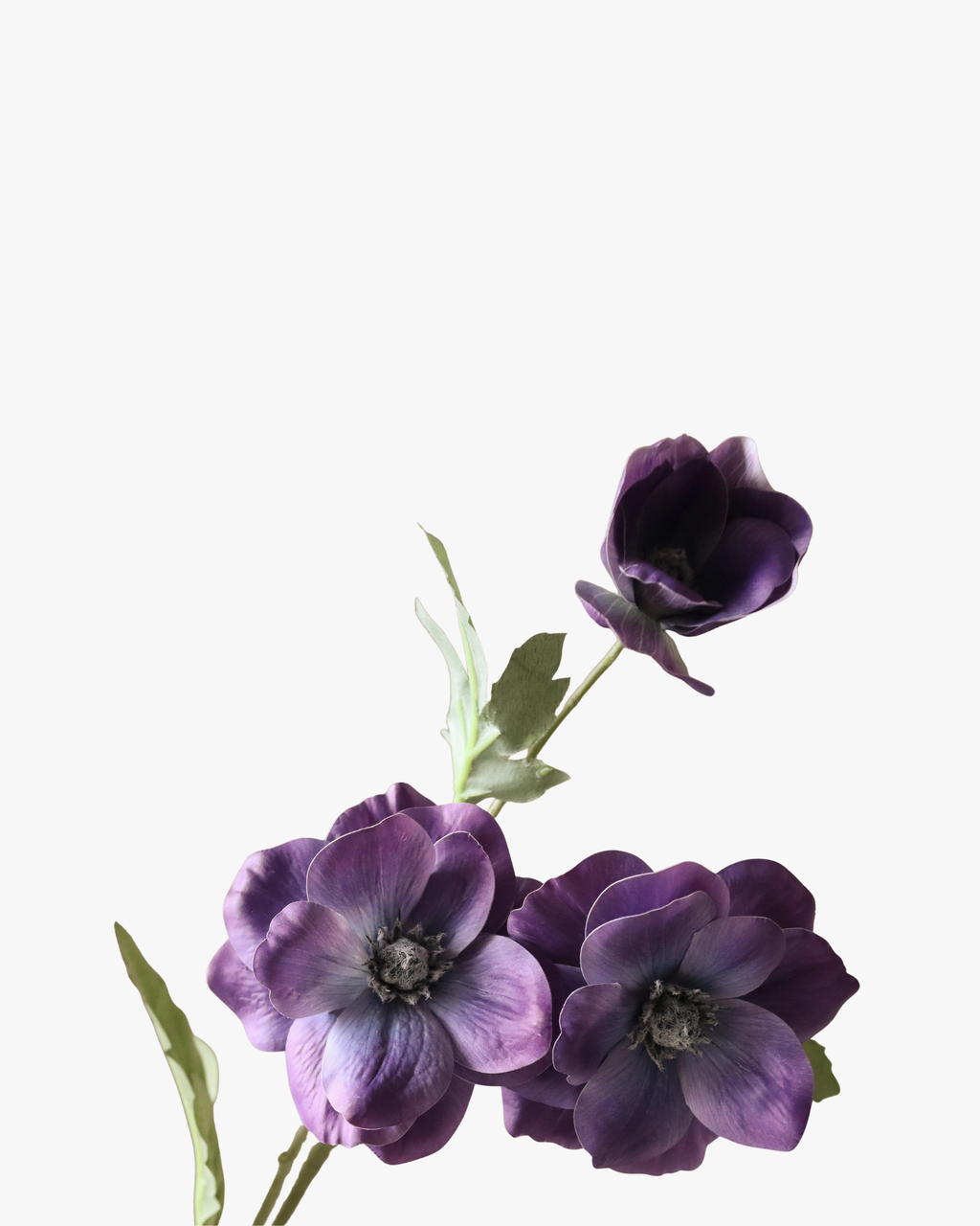 Purple Anemone Flower