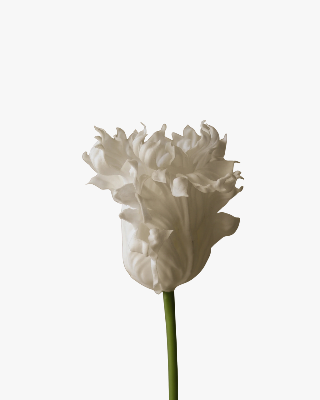 White Large Parrot Tulip Flower