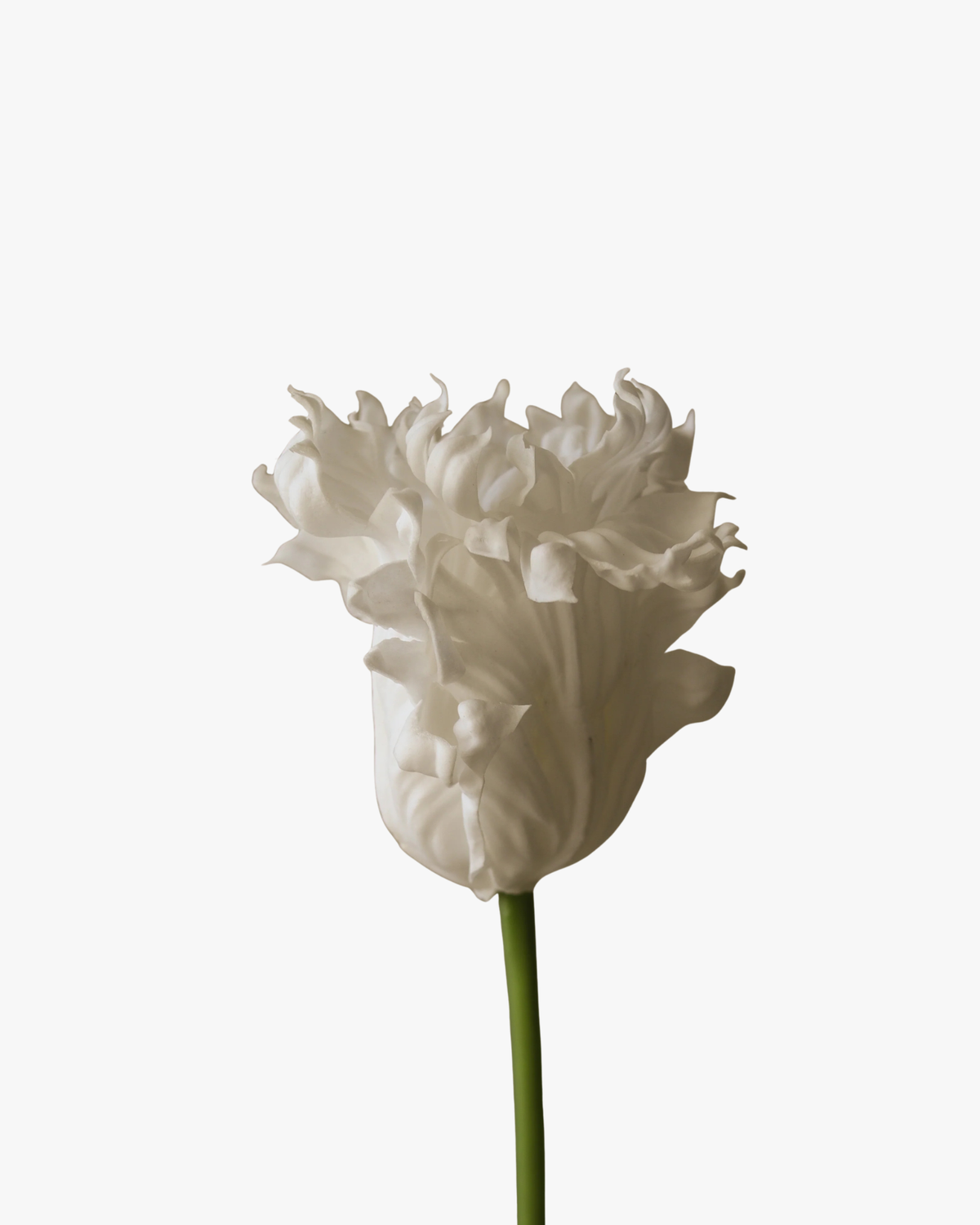 White Large Parrot Tulip Flower