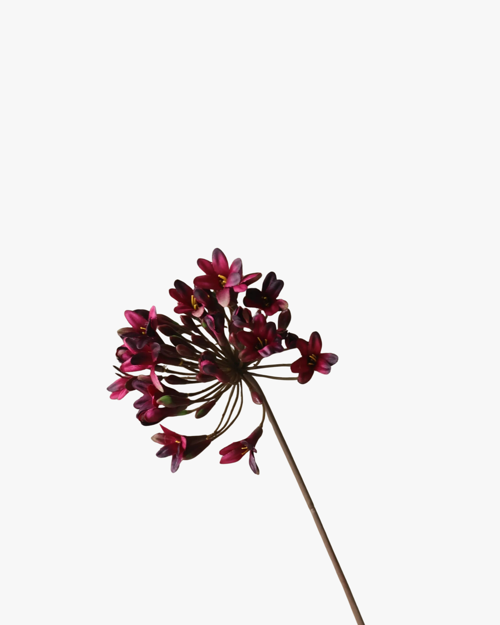 Dark Red Agapanthus Flower
