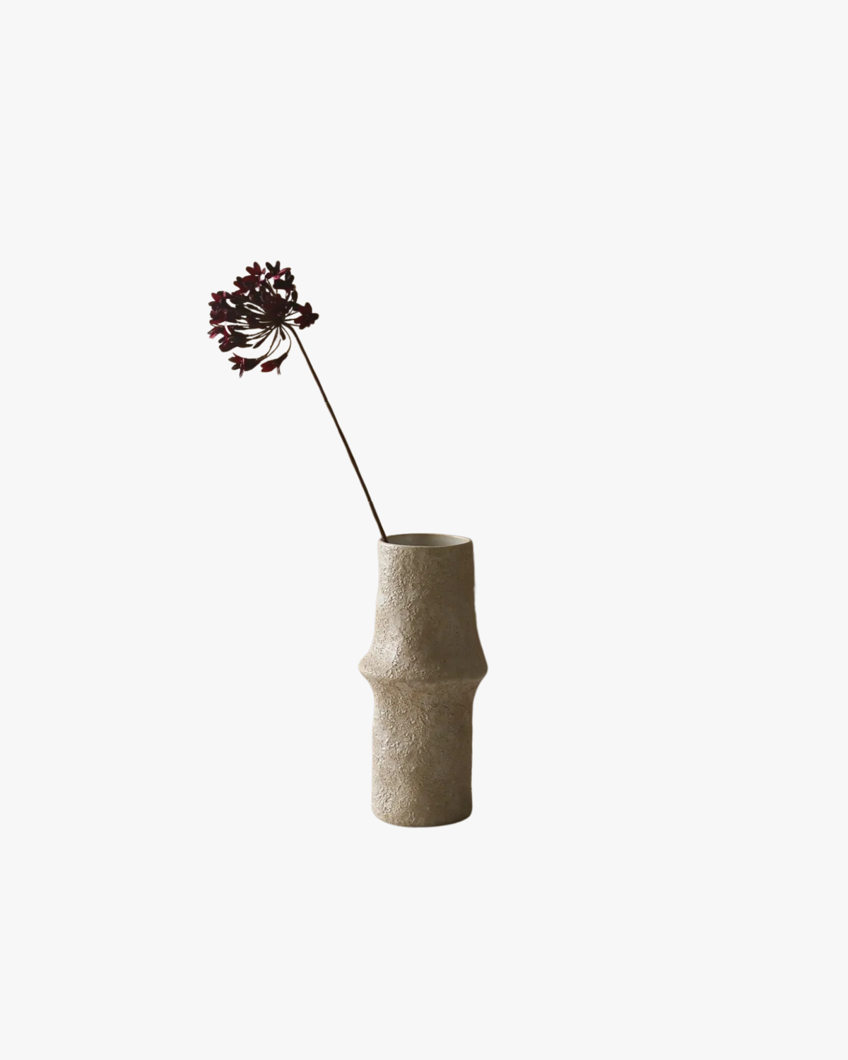Dark Red Agapanthus Flower